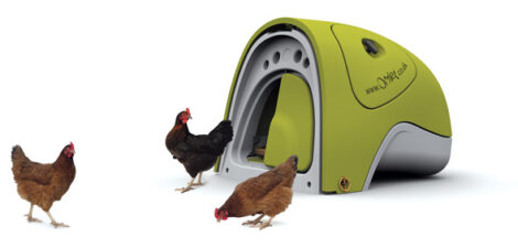 Chicken Droppings Provide Clean Fertilizer and Fuel Image
